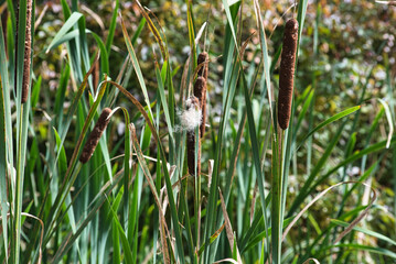 Scirpus lacustris, family Cyperaceae