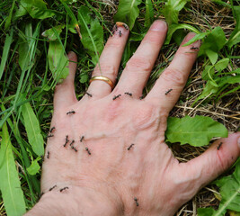 hand of person  with wedding ring and black ants that are annoying - obrazy, fototapety, plakaty
