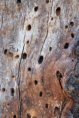Beetle eaten wood texture. Piece of wood attacked by worms. Wooden texture background with cracks...