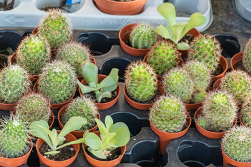 Mammillaria Gracilis. Several pots of small cacti for sale at a street stall