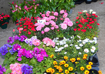 potted flowers for sale in the flower market at the stall