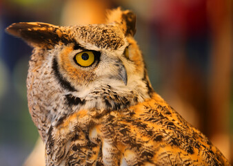 Eurasian eagle-owl also called Bubo Bubo species of owl resides in Eurasia with distinctive ear tufts in head and yellow eyes