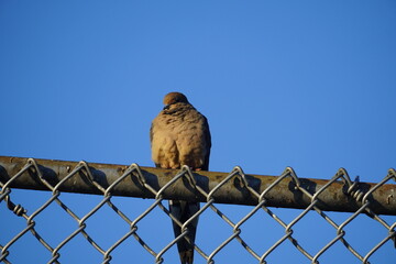 black and grey birds on the fence and flowers picking seeds