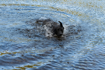 Black lab playing in the water