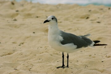 black headed gull