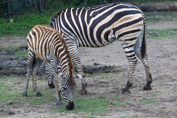 Fototapeta na wymiar The Family burchell zebra is standing in national park