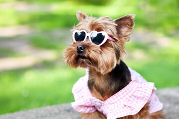 Little cute dog, Yorkshire Terrier breed, wearing a one-off dress and heart-shaped sunglasses, in an open space, against a blurry background of natural greenery. Valentine's day concept.