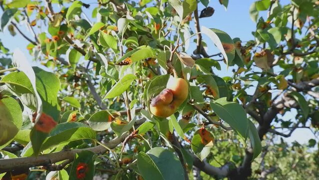 Disease of pear trees, rust spots on the leaves. The fruit tree is infected with a fungus, yellow rust. The pear leaf is affected by Gymnosporangium sabinae. fruit pear
