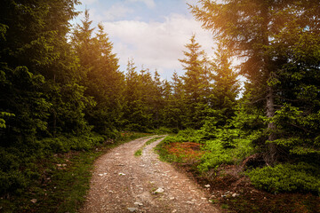 Fototapeta na wymiar Empty forest path in Czech/Poland mountains Jeseníky in sunny summer.