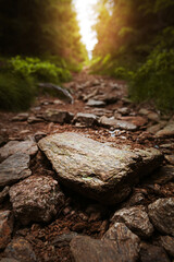 Detail on rocks on forest path in Czech-Poland mountains Jeseníky in sunny summer.