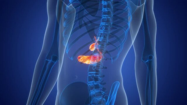 Human Internal Organs Pancreas with Gallbladder Anatomy Animation Concept