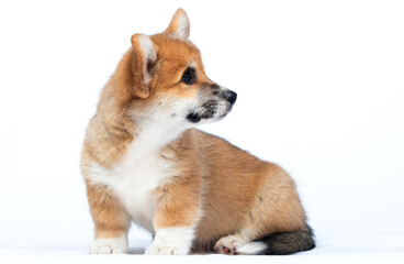 red corgi dog on a white background