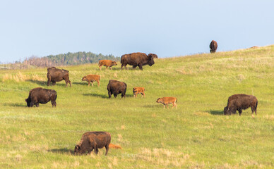 American Bison Grazing in Wide Open Prairie