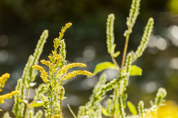 Close up shot of Solidago altissima blossom