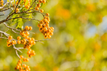 Close up shot of Sapindus saponaria tree with mature fruits