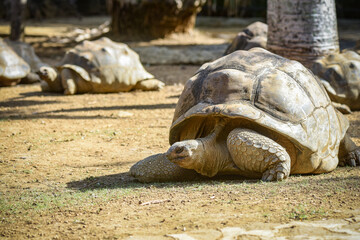 view of giant turtles in Mauritius