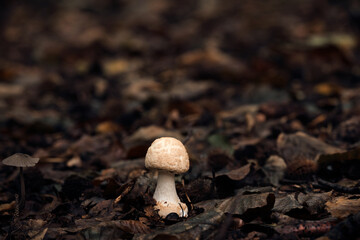 Mushroom in the Forest 