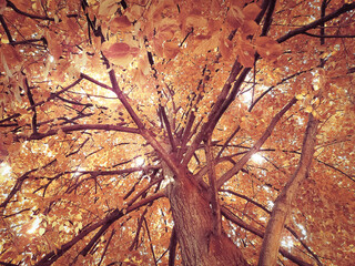 Fototapeta na wymiar Autumn tree with yellow foliage