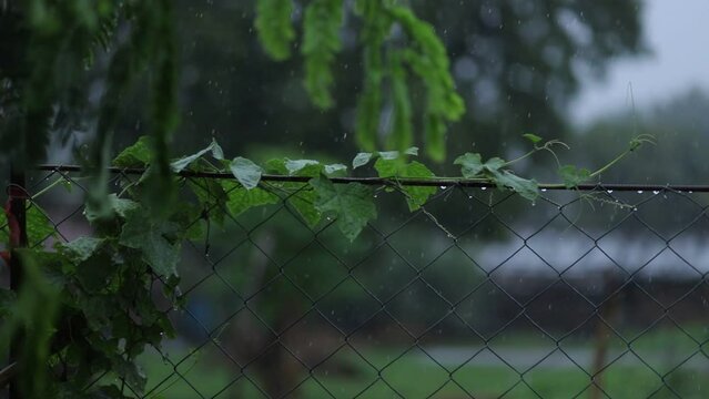 Beautiful Raindrops On Leaves,Rain Drops Falling On Leaves