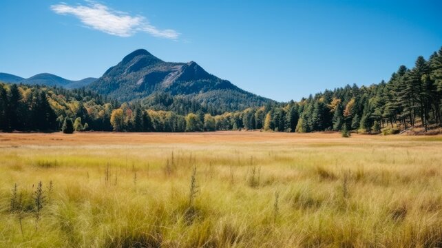 Adirondack Mountain Meadow in Fall Foliage: A Serene Landscape of Fields and Grass Amidst Nature's Beauty