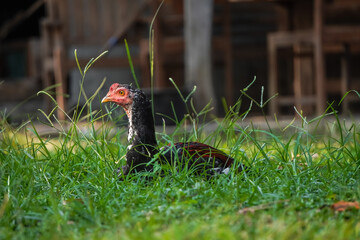 Free-range chicken sitting and resting on grass lawn meadow ground grassland. Concept for organic farm, battery cages, rural life, village, wildlife, home industry, natural protein.