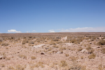 desierto de atacama llamas flora humedales dinosaurios