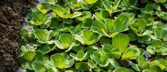 Kiambang Kayu Apu Apu. Pistia Stratiotes is often called water cabbage, water lettuce, Nile cabbage, or shellflower. World's most productive freshwater aquatic plants considered an invasive species - obrazy, fototapety, plakaty