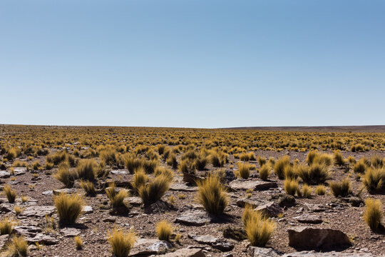 desierto de atacama llamas flora humedales dinosaurios