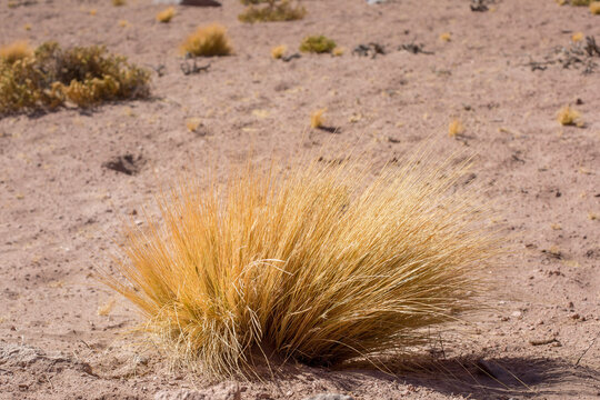 planta ichu del altiplano chile