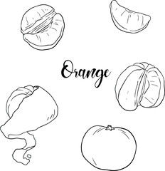 set of orange fruit, orange juice, Black and white, Hand Drawn, illustration, line vector set  