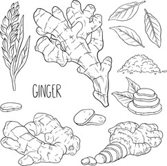 Set ginger, Ginger root, flower and sliced pieces. illustration, line vector set  
