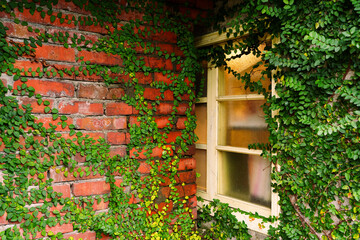 windows with grass