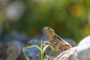 A large wild lizard on a rock.
