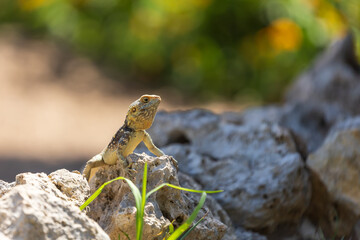 A large wild lizard on a rock.