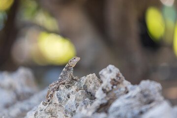 A large wild lizard on a rock.