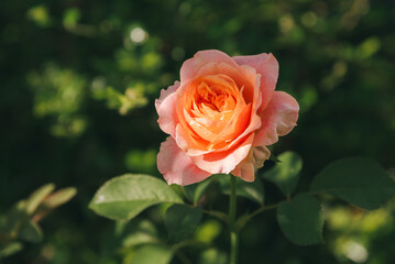 Beautiful orange rose in the garden, Vuvuzela color like a salmon, big beautiful open bloom and a subtle fragrance,Concept of Nature therapy and Mental health.
