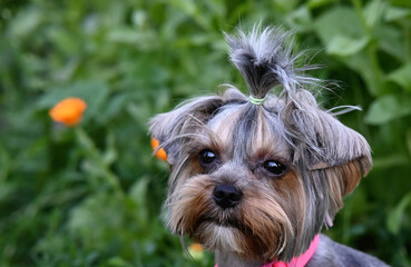 Naklejka na ściany i meble Cute dog photography, yorkshire terrier photo