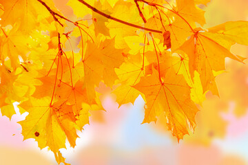 Yellow maple leaves on a blurred background.