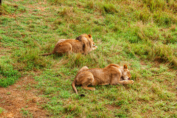 Wild predatory animals lion and lioness lie on the grass and eat.