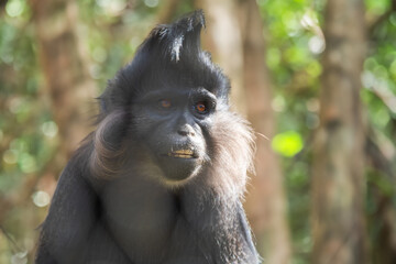 Black mangabey - Cercopithecidae sitting on a branch. Little black monkey.