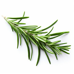 Fototapeta premium rosemary twig isolated on white background