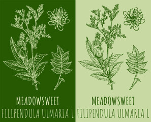 Vector drawings MEADOWSWEET. Hand drawn illustration. Latin name FILIPENDULA ULMARIA L.