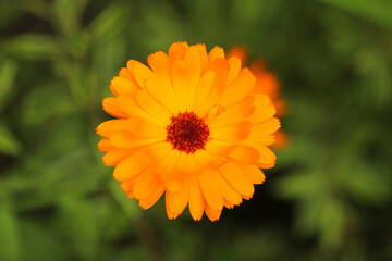 A Field Marigold in full bloom.
