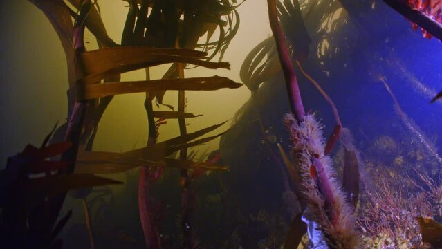 Dark underwater scene of kelp billowing in strong current, Oban UK