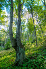 Beech Forest