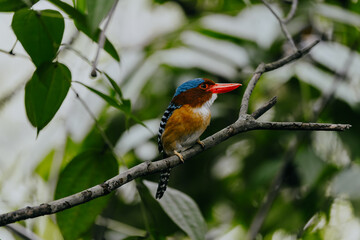 Male Banded Kingfisher (Lacedo pulchella) perched on a tree branch.