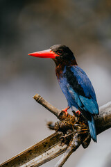 Javan kingfisher or Halcyon cyanoventris with blue black feathers and red beak perched on a branch with a blurred background.