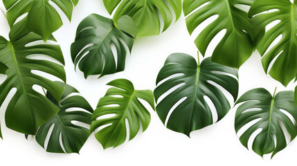 Monstera leaves on the white background