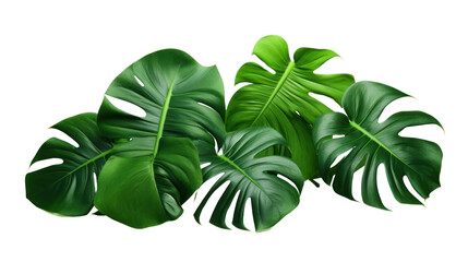 Monsteras leaves on the transparent background - Powered by Adobe