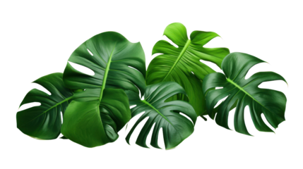 Monsteras leaves on the transparent background